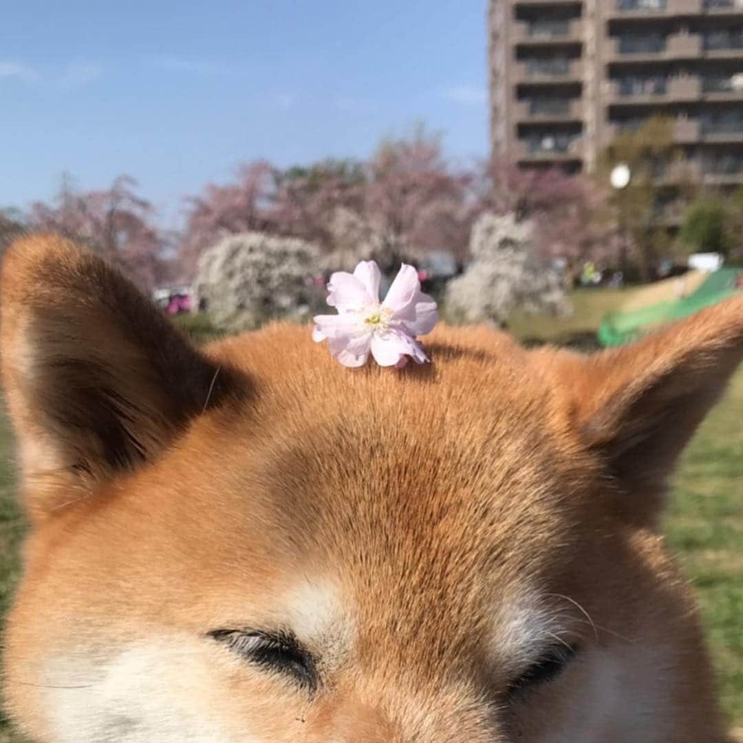 まる（まるたろう）さんのインスタグラム写真 - (まる（まるたろう）Instagram)「#激レアバイト でまるのお世話をしてもらったんだ〜 #お写真いっぱい撮ってもらったの #デケェとか #柔らかいとか #そのような感想をいただきました☺️ #またお願いしたいな #激レアバイト」4月18日 12時32分 - marutaro
