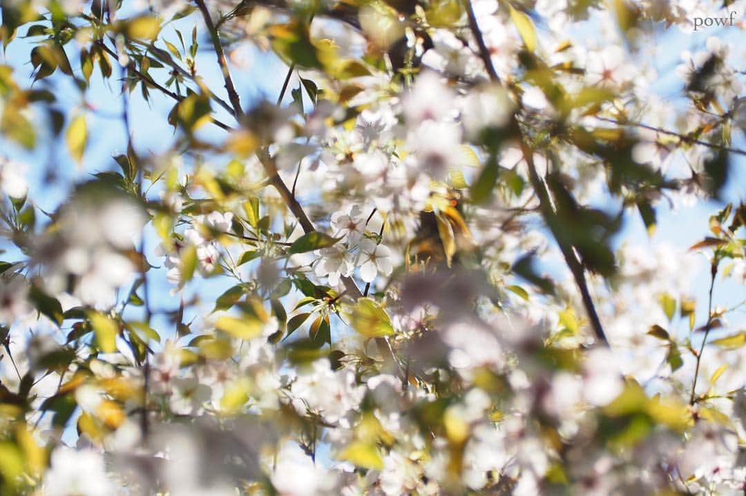 anemone_69さんのインスタグラム写真 - (anemone_69Instagram)「. ❀❀❀ . . #ヤマザクラ #sakura #サクラ #桜 #cherryblossom . .」4月18日 12時36分 - powf