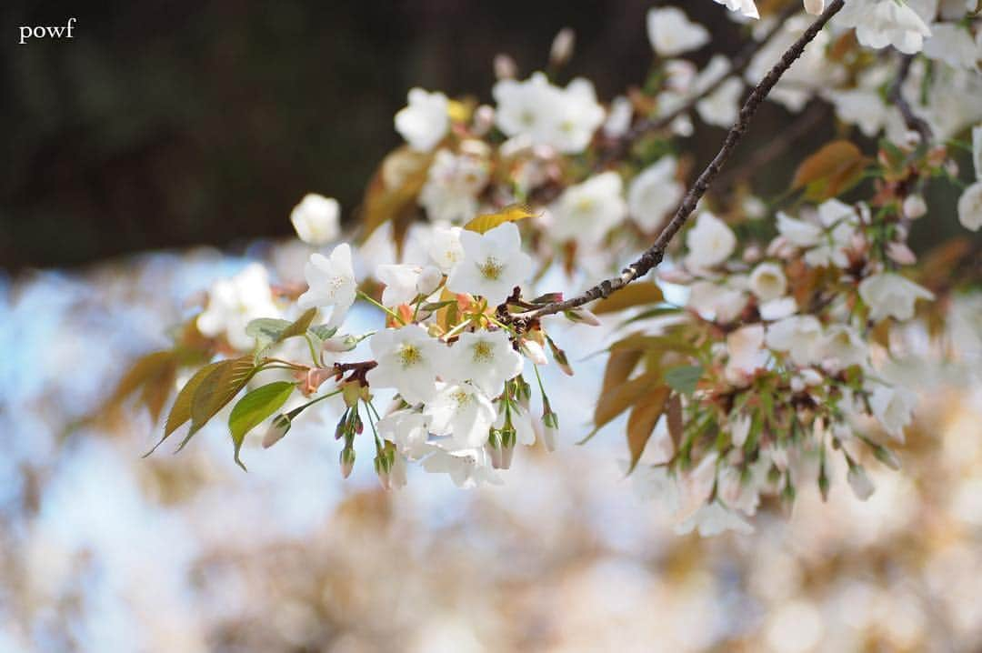 anemone_69さんのインスタグラム写真 - (anemone_69Instagram)「. ❀❀❀ . . #ヤマザクラ #sakura #サクラ #桜 #cherryblossom . .」4月18日 12時36分 - powf