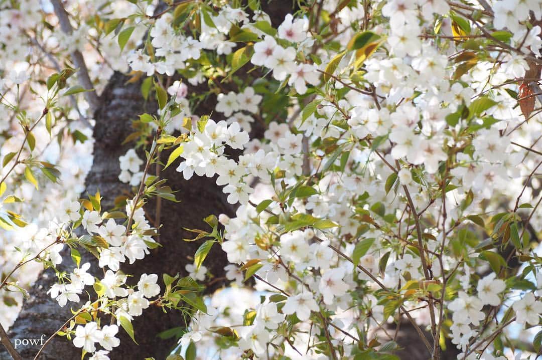 anemone_69さんのインスタグラム写真 - (anemone_69Instagram)「. ❀❀❀ . . #ヤマザクラ #sakura #サクラ #桜 #cherryblossom . .」4月18日 12時36分 - powf