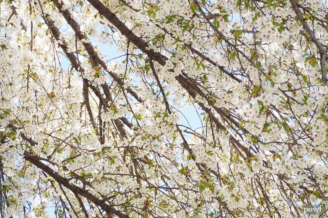 anemone_69さんのインスタグラム写真 - (anemone_69Instagram)「. ❀❀❀ . . #ヤマザクラ #sakura #サクラ #桜 #cherryblossom . .」4月18日 12時36分 - powf