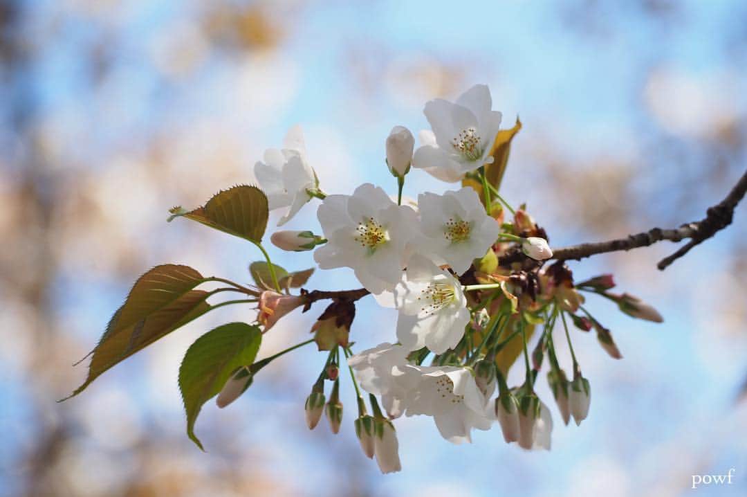 anemone_69のインスタグラム：「. ❀❀❀ . . #ヤマザクラ #sakura #サクラ #桜 #cherryblossom . .」