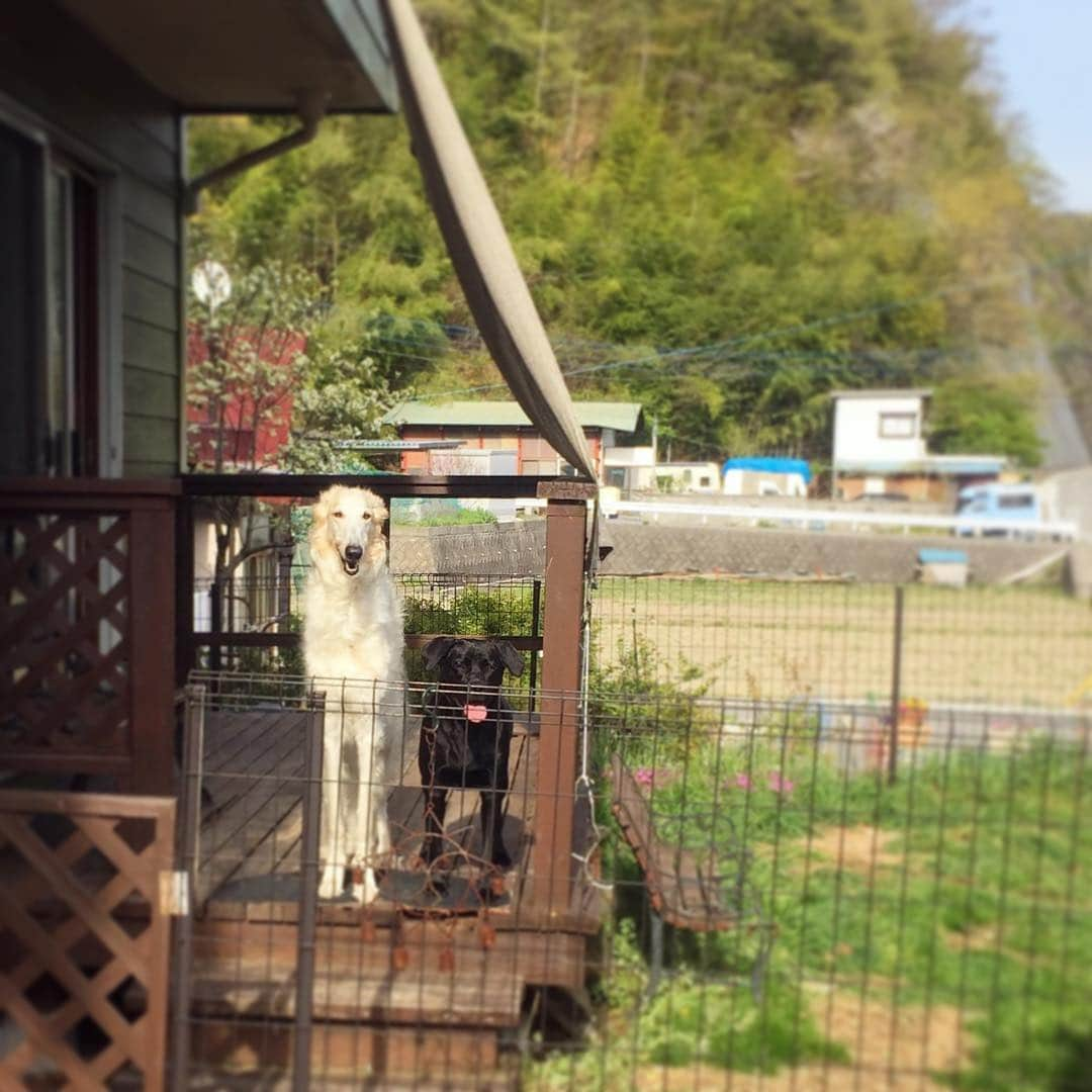 近藤研二さんのインスタグラム写真 - (近藤研二Instagram)「今日はモイの「うちの子記念日」 4年前、山梨からやって来たモイ。 #モイ生後0ヶ月 #モイ201504 ここにたくさん写真や経緯はアップしてありますが、まだまだ蔵出し写真も多くセレクトするのにひと苦労。ここでは「モイと母」的な写真を集めてみました。  最後の3枚は今朝の写真。約24倍に増えたモイ。  #こねこのモイ #モイとウニ #近藤モイ #モイチン #モイ201904 #モイ4才0ヶ月 #graytabbyandwhite #サバシロ #長毛種 #近藤ウニ #uni #ウニ201904 #ウニ2歳10ヶ月  #redtabbyandwhite #orangetabbyandwhite #茶トラ女子 #茶トラ白 #茶白 #猫 #ねこ #ネコ #neko #cat #cats #kissa」4月18日 12時46分 - kenjikond0