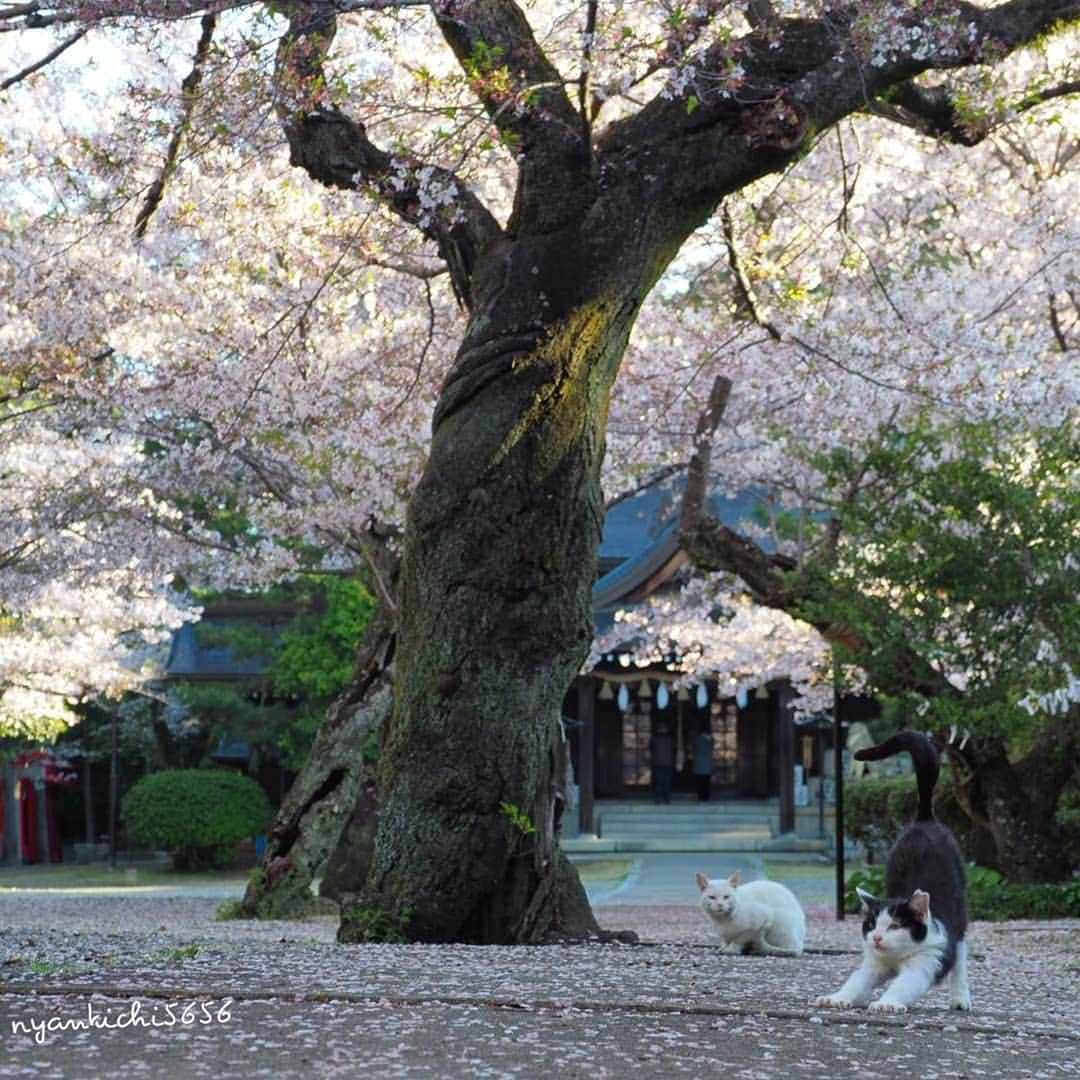 路地裏のにゃん吉さんのインスタグラム写真 - (路地裏のにゃん吉Instagram)「伸びの季節にゃ  #桜 #แมว #igersjp#ねこ#猫#ig_japan#ねこ部#ふわもこ部#ファインダーは私のキャンパス#にゃんすたぐらむ#みんねこ #cats#ファインダー越しの私の世界 #catsofinstagram#catstocker#instagramjapan##catloversclub#ペコねこ部#ピクネコ #東京カメラ部#icu_japan#team_jp_西 #고양이#nekoclub #catstagram#japan_photo_now #bestcatclub #loves_nippon#balousfriends#カメラのキタムラ」4月18日 12時39分 - nyankichi5656