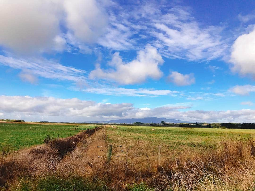 階上実穂さんのインスタグラム写真 - (階上実穂Instagram)「New Zealandと言えば羊の数が人の数より多いと言うけど🐏🐑🐏 牛の方が多い気がするw」4月18日 12時41分 - miho_ishigami