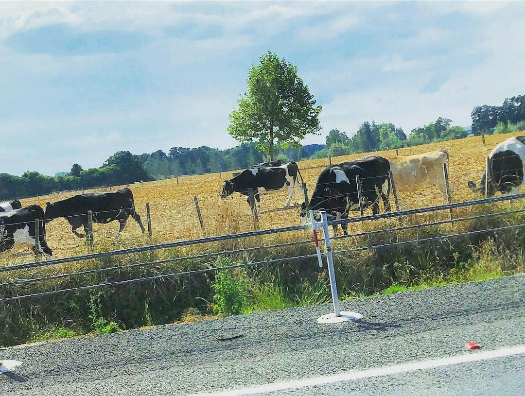 階上実穂さんのインスタグラム写真 - (階上実穂Instagram)「New Zealandと言えば羊の数が人の数より多いと言うけど🐏🐑🐏 牛の方が多い気がするw」4月18日 12時41分 - miho_ishigami