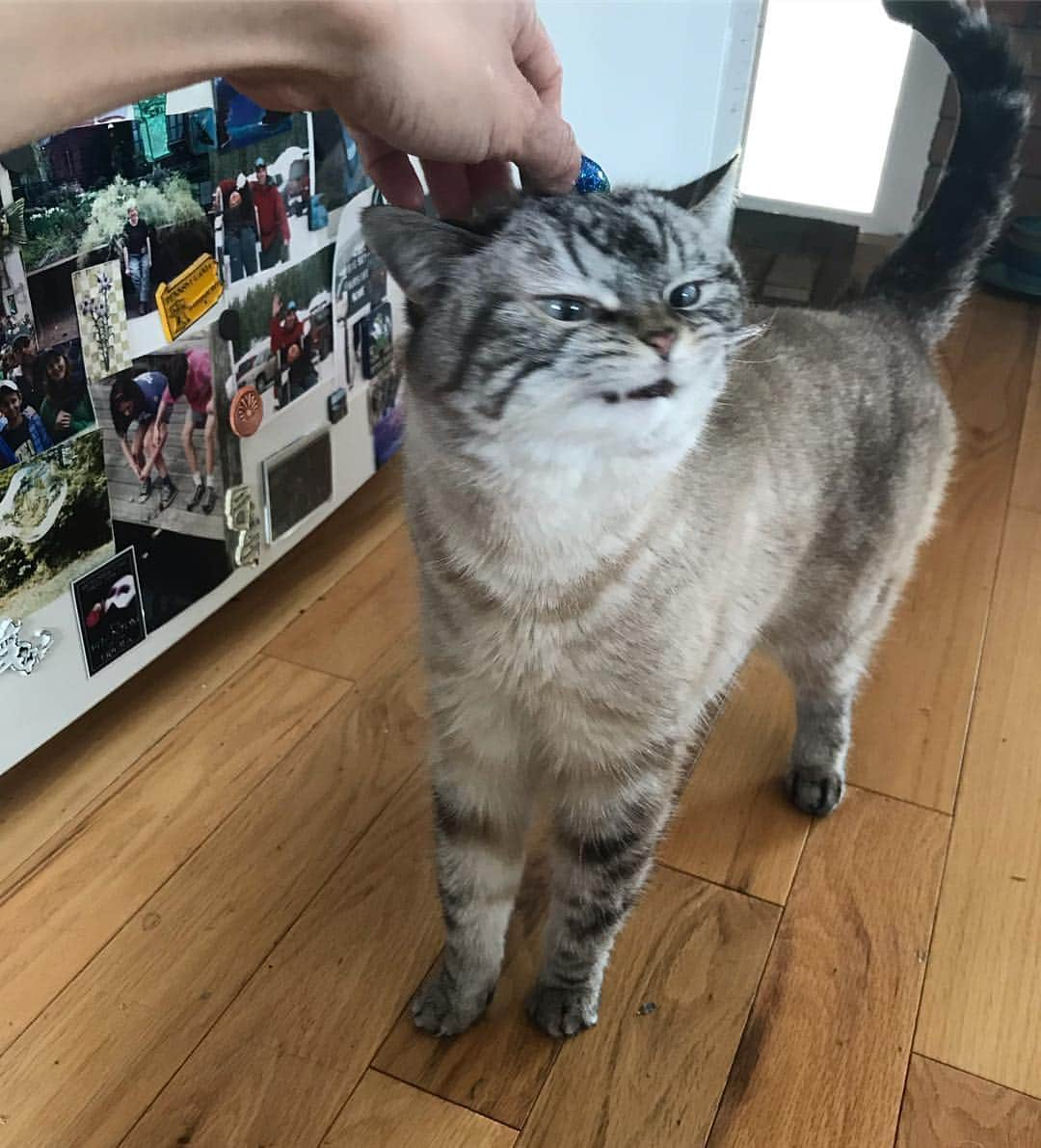 Lokiさんのインスタグラム写真 - (LokiInstagram)「Yessssss head scratchies 😸😸#catsofinstagram #cats #cat #kitty」4月18日 12時49分 - loki_kitteh