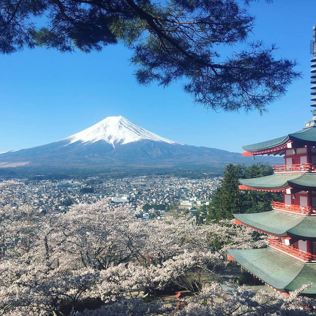 ほうとう 富士の茶屋のインスタグラム：「こちら新倉山浅間神社は桜・富士山・五重の塔が見られるスポットとしてすっかり有名になりました🗻 標高が低めのところは散り始めていますがこの場所は今が満開🌸 とても綺麗な場所です、是非遊びにいらして下さい😊  #ほうとう#富士の茶屋#新倉山浅間神社#桜#桜まつり#富士吉田#河口湖#五重の塔」