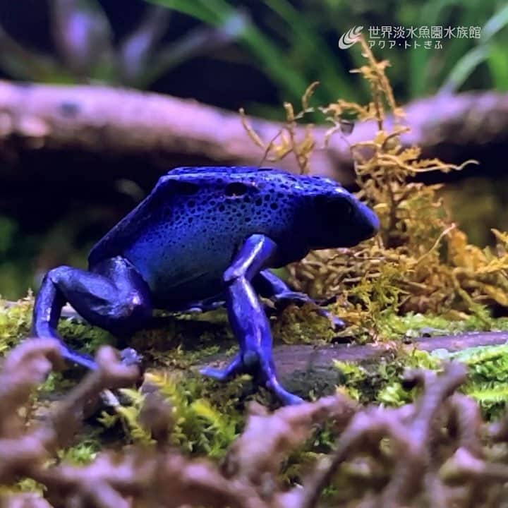 世界淡水魚園水族館 アクア・トト ぎふのインスタグラム：「「企画展 美しきカエルの世界」開催中につき、カエルの連投です🐸 カエルが苦手な方、申し訳ございません🙇 眼が覚めるような青色の体色が印象的なアイゾメヤドクガエル。エサを食べる様子をスローでご覧ください😮 #アクアトト #アクアトトぎふ #アクアトト岐阜 #カエル #frog #企画展「美しきカエルの世界」 #好評開催中」