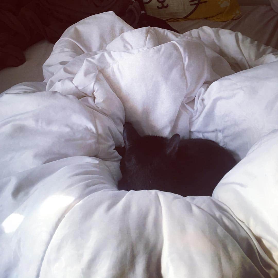 黃阿瑪的後宮生活さんのインスタグラム写真 - (黃阿瑪的後宮生活Instagram)「快訊！奴才首次拍到黑洞，到底看到了什麼？ - @fumeancat #黃阿瑪的後宮生活 #Socles #黑貓 #黑洞 #神秘 #貓 #cat #blackhole #mysterious」4月18日 12時57分 - fumeancat