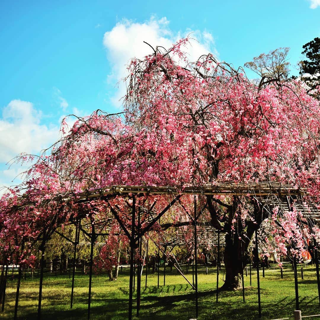 City of Kyoto Official Accountのインスタグラム：「2019年4月15日撮影。  #世界遺産 #上賀茂神社 の #斎王桜 が #満開 です。#御所桜 とともに有名な桜ですが、斎王桜のほうが遅咲きです。  地下鉄烏丸線で北大路駅まで行き、タクシーをご利用いただくか、市バス #37系統 や #北3系統 で #上賀茂御薗橋 バス停から徒歩となります。 京都駅から市バス #9系統 が直通で、運行頻度も10分間隔なので、こちらもオススメです。  春の京都ジェニックキャンペーン開催中！ https://camp-in.jp/kyotogenic-spring2019  #visitkyoto #visit_kyoto #kyotogenic #art_of_japan #japan_of_insta #loves_united_kyoto #kyototravel #japantrip #kyototrip #ig_kyoto #kyoto_style #springinkyoto #kyotohiddengems  Kyoto Official Travel Guide http://kyoto.travel/en  #京都 #京都ジェニック  #未来に残したい京都  #京都好きな人と繋がりたい #とっておきの京都 #京都桜 #そうだ京都行こう #満開 #見頃  オフィシャルサイト「京都観光NAVI」 http://ja.kyoto.travel」