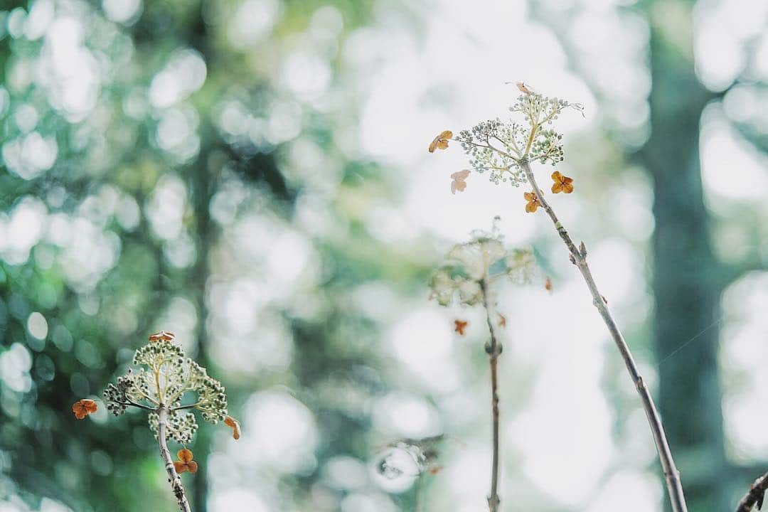 のインスタグラム：「Island forest」