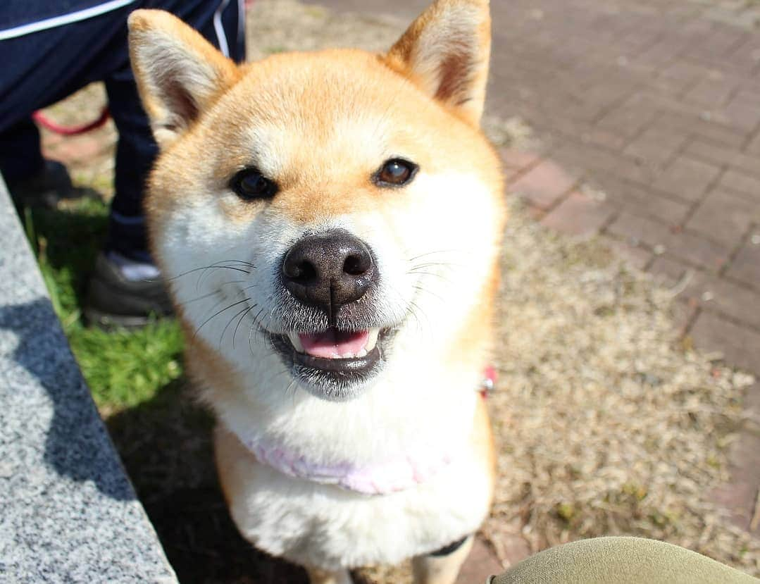 柴犬たま Shibainu Tamaさんのインスタグラム写真 - (柴犬たま Shibainu TamaInstagram)「ポカポカ陽気だね☀ * Caption trans🇬🇧 It is sunny today☀ * #柴犬たま #たママ #たま家族 #柴犬ミケ #一眼レフ #一眼レフカメラ #お散歩 #くまちゃんリュック #笑顔 #かなりひし形 #柴犬 #shiba #shibainu #shibastagram #犬 #dog #多頭飼い」4月18日 13時34分 - tama7653