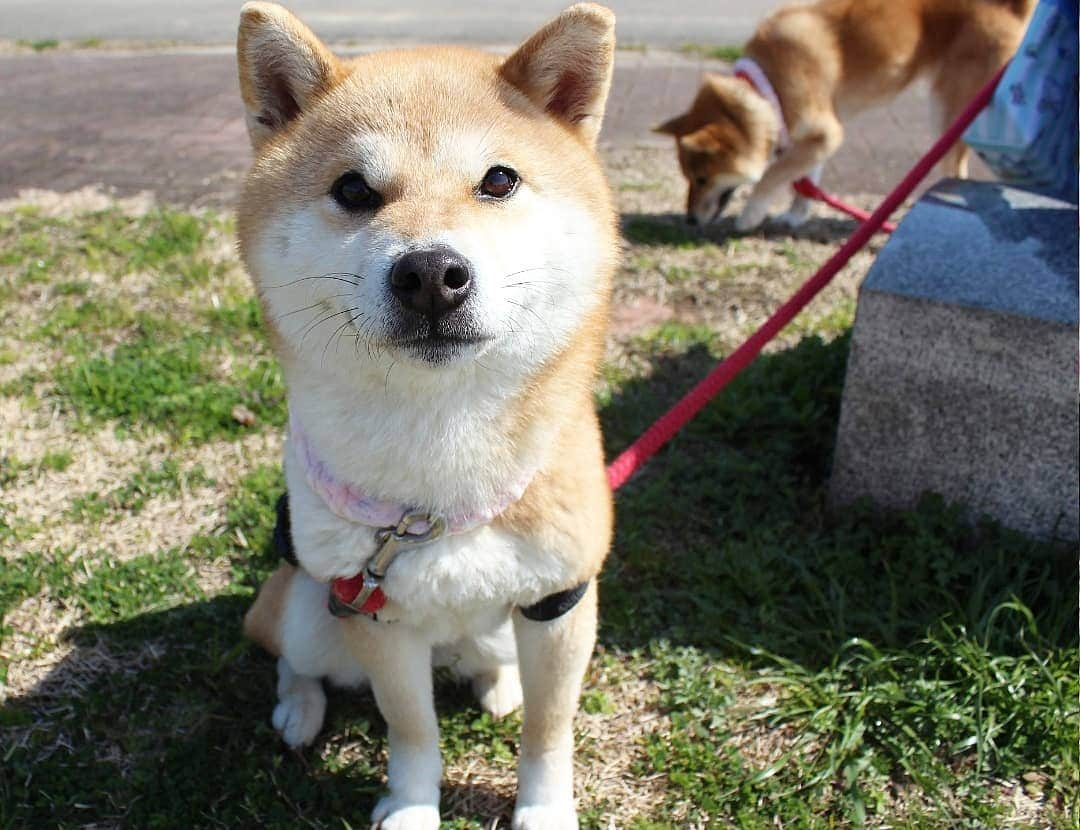 柴犬たま Shibainu Tamaさんのインスタグラム写真 - (柴犬たま Shibainu TamaInstagram)「ポカポカ陽気だね☀ * Caption trans🇬🇧 It is sunny today☀ * #柴犬たま #たママ #たま家族 #柴犬ミケ #一眼レフ #一眼レフカメラ #お散歩 #くまちゃんリュック #笑顔 #かなりひし形 #柴犬 #shiba #shibainu #shibastagram #犬 #dog #多頭飼い」4月18日 13時34分 - tama7653