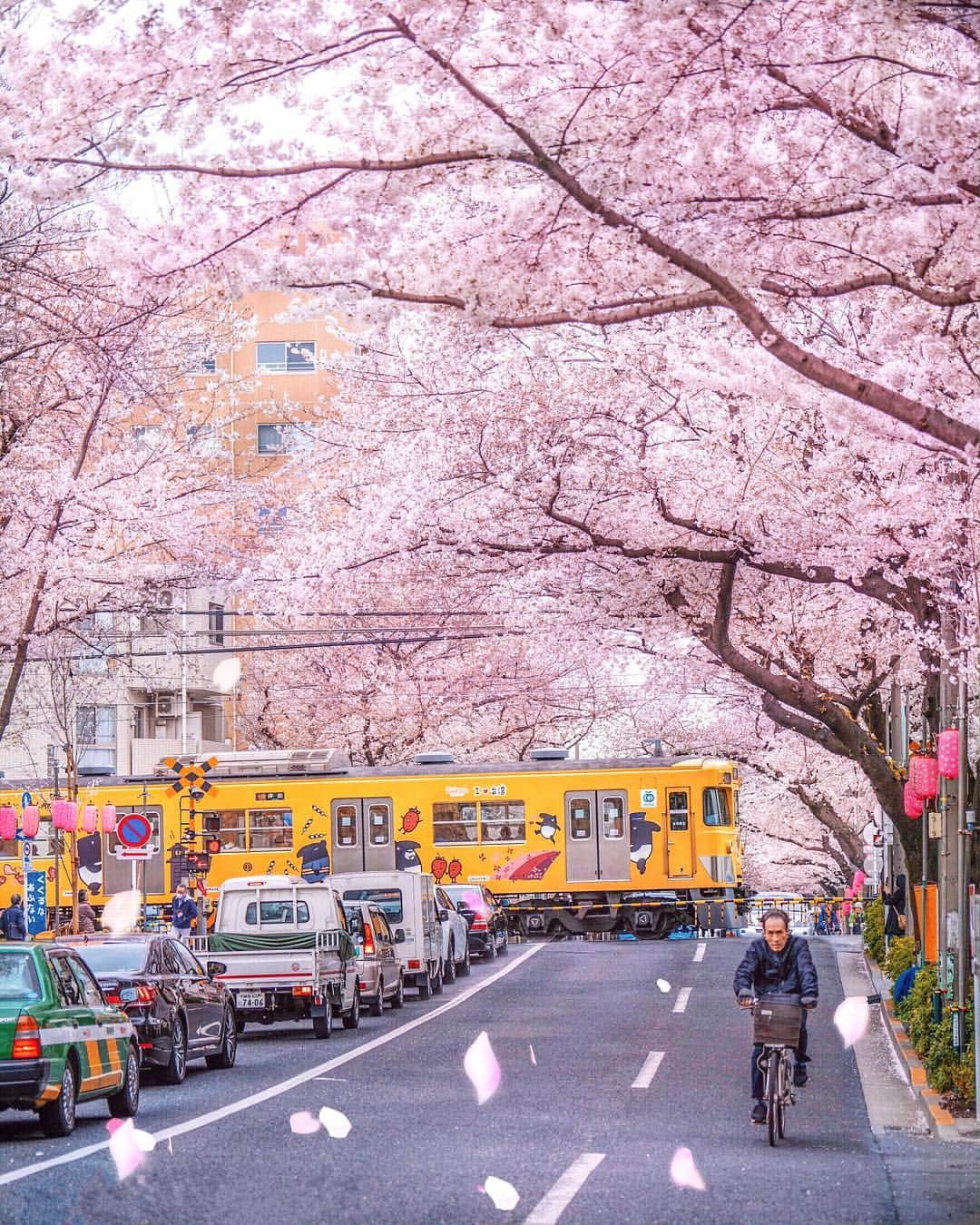 樂さんのインスタグラム写真 - (樂Instagram)「東京。新井藥前🌸🚃 #平成最後の桜 #tokyo#japan#sakura 第一次見識到整條路都是櫻花那種感動的感覺，還有馬來貘電車，超喜歡這裡！ #電車上還有我❤️台灣」4月18日 13時39分 - ygt1016