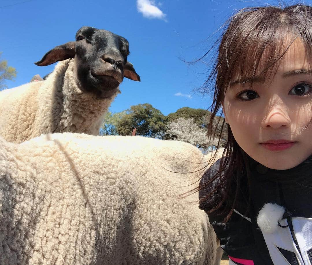 平嶋夏海さんのインスタグラム写真 - (平嶋夏海Instagram)「どや顔で見下ろされてる🥺 #🐑 #ひつじ #羊 #マザー牧場」4月18日 13時48分 - natsuminsta528