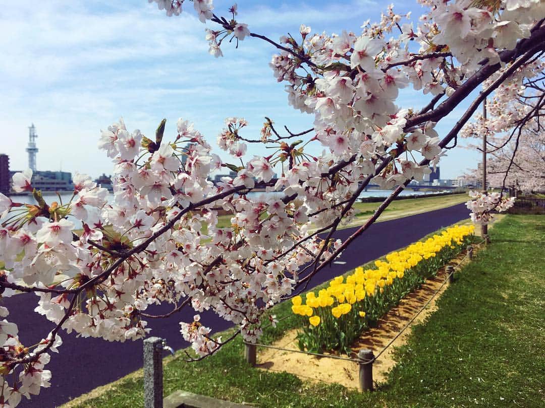 三石佳那さんのインスタグラム写真 - (三石佳那Instagram)「﻿ BSN前の﻿ 信濃川沿いの桜とチューリップ。﻿ 春の香りが幸せを感じさせますね。﻿ ﻿ 4月を迎えて﻿ BSNも新しい仲間が﻿ 増えました。﻿ ﻿ 初々しい姿を見ていると﻿ 私も初心に返り﻿ いい刺激になってます！﻿ ﻿ #新潟#niigata#信濃川沿い#桜#チューリップ」4月18日 14時12分 - mitsuishi_kana_bsn