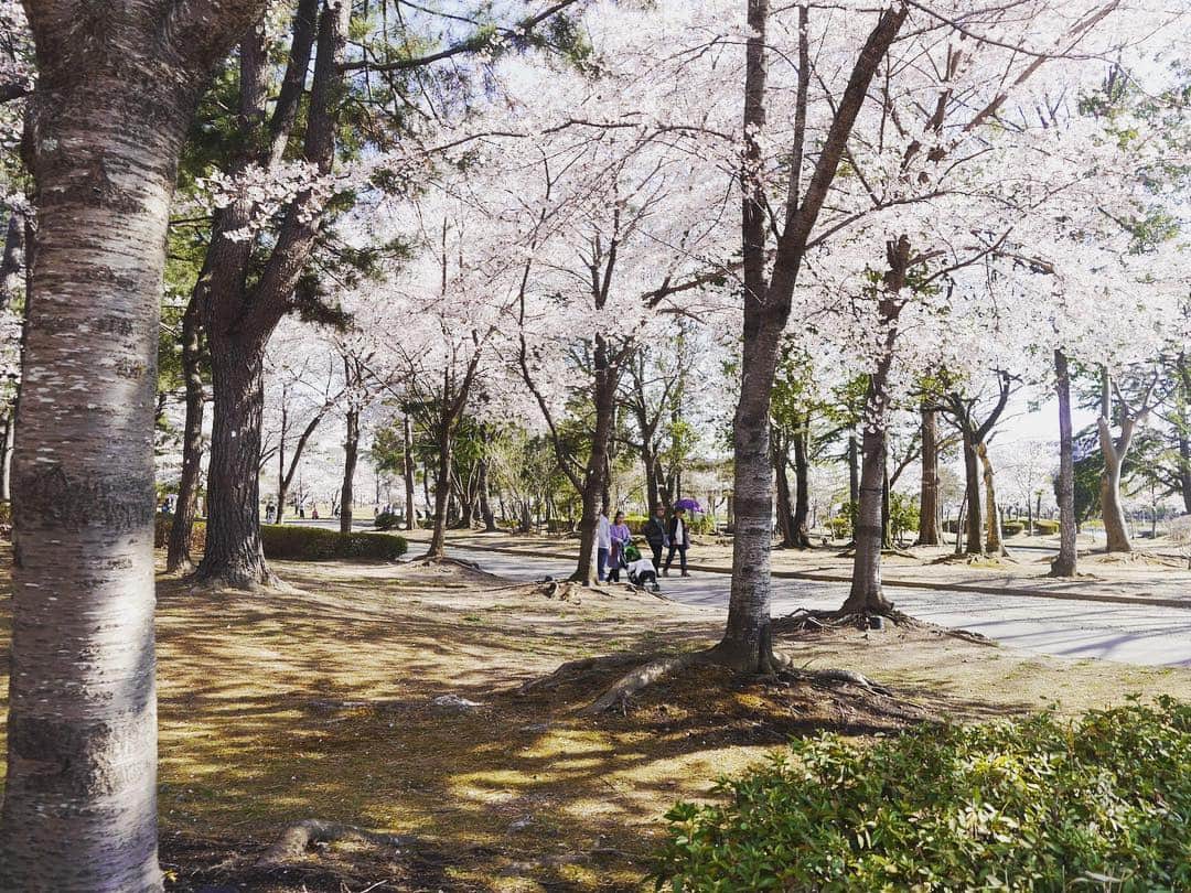 Rediscover Fukushimaさんのインスタグラム写真 - (Rediscover FukushimaInstagram)「Kaiseizan Park 🌸🌸🌸 photos taken 2 days ago ☺️」4月18日 14時12分 - rediscoverfukushima