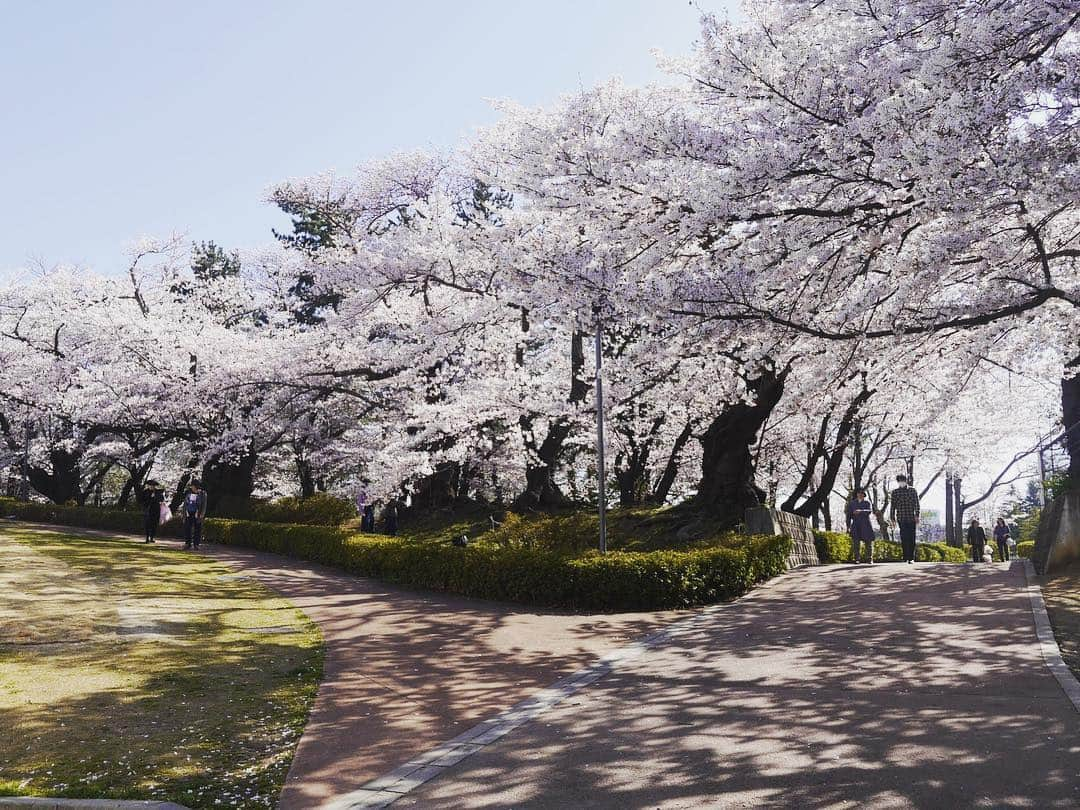 Rediscover Fukushimaさんのインスタグラム写真 - (Rediscover FukushimaInstagram)「Kaiseizan Park 🌸🌸🌸 photos taken 2 days ago ☺️」4月18日 14時12分 - rediscoverfukushima