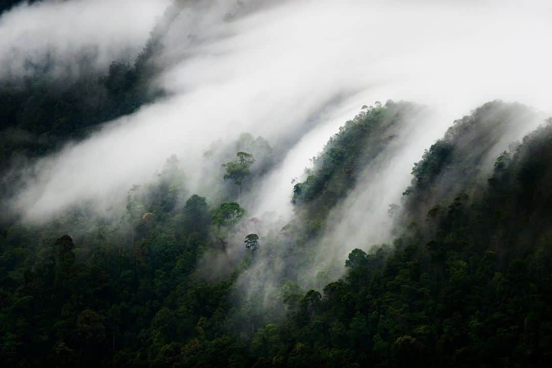 ナショナルジオグラフィックさんのインスタグラム写真 - (ナショナルジオグラフィックInstagram)「Photo by Mattias Klum @mattiasklumofficial | The Borneo rainforest is estimated to be at least 130 million years old, making it one of the oldest rainforests in the world (and twice as old as the Amazon rainforest). Extremely rich in biodiversity, Borneo provides habitat for about 15,000 known species of flowering plants, and more than 3,000 tree species, 221 terrestrial mammal species, and 420 bird species. After years of work in Borneo, it's one of the places in the world deeply stuck in my heart! Go to @mattiasklumofficial to see images and video from remarkable and fragile places around the world! Shot on assignment for @natgeo #borneo #balloon #conservation #rainforest #danum @thephotosociety」4月18日 14時32分 - natgeo