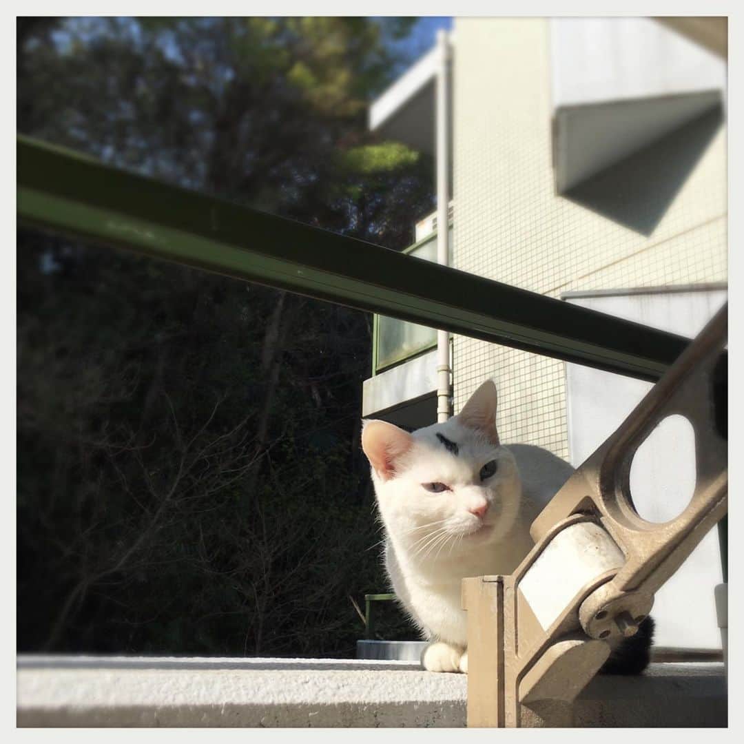 kumikoさんのインスタグラム写真 - (kumikoInstagram)「外が気持ち良過ぎてなかなか家に入らなかったお方。」4月18日 14時36分 - makudeco