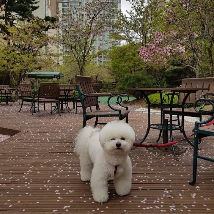 シン・セギョンさんのインスタグラム写真 - (シン・セギョンInstagram)「꽃길만 걷자 #신진국」4月18日 14時59分 - sjkuksee