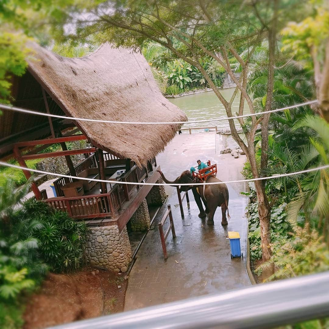 池田夏希さんのインスタグラム写真 - (池田夏希Instagram)「Bali Zoo②🐒🐘🐴🐯🐗🐾 . . #バリ島 #海外旅行 #動物園 #バリ動物園 #ゾウに乗る #憧れてた #しかし #高所恐怖症 #怖かった #でも楽しんだ #笑ってるのは写真の時だけ #必死に安全バー握ってた 笑 #bali #baliindonesia #travel #travelphotography #animalpak #balizoo #elephant #rideanelephant #scared #fun」4月18日 15時03分 - natsukiikeda624