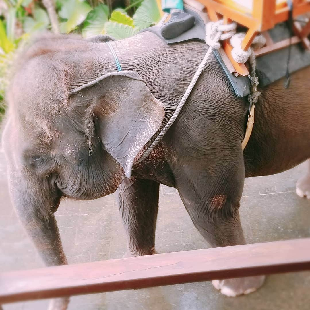 池田夏希さんのインスタグラム写真 - (池田夏希Instagram)「Bali Zoo②🐒🐘🐴🐯🐗🐾 . . #バリ島 #海外旅行 #動物園 #バリ動物園 #ゾウに乗る #憧れてた #しかし #高所恐怖症 #怖かった #でも楽しんだ #笑ってるのは写真の時だけ #必死に安全バー握ってた 笑 #bali #baliindonesia #travel #travelphotography #animalpak #balizoo #elephant #rideanelephant #scared #fun」4月18日 15時03分 - natsukiikeda624