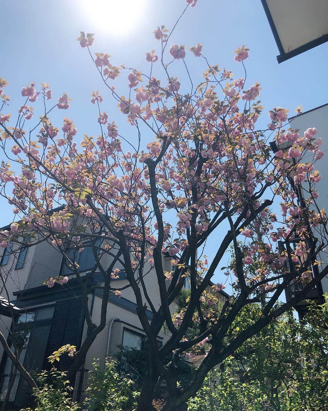 松阪ゆうきのインスタグラム：「いい天気だ⛅️ #晴れ #あたたかい #いい天気 #今日 #スタバ #行けば良かった」