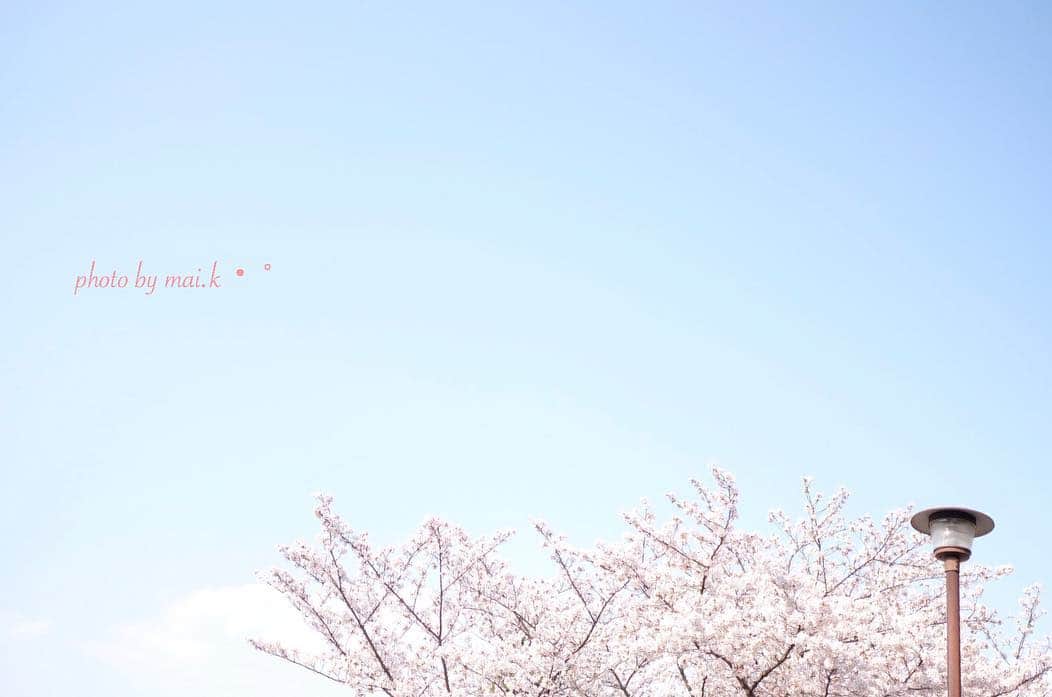 のインスタグラム：「今年もたくさん綺麗なけしきを、 ありがとう・°🌸」