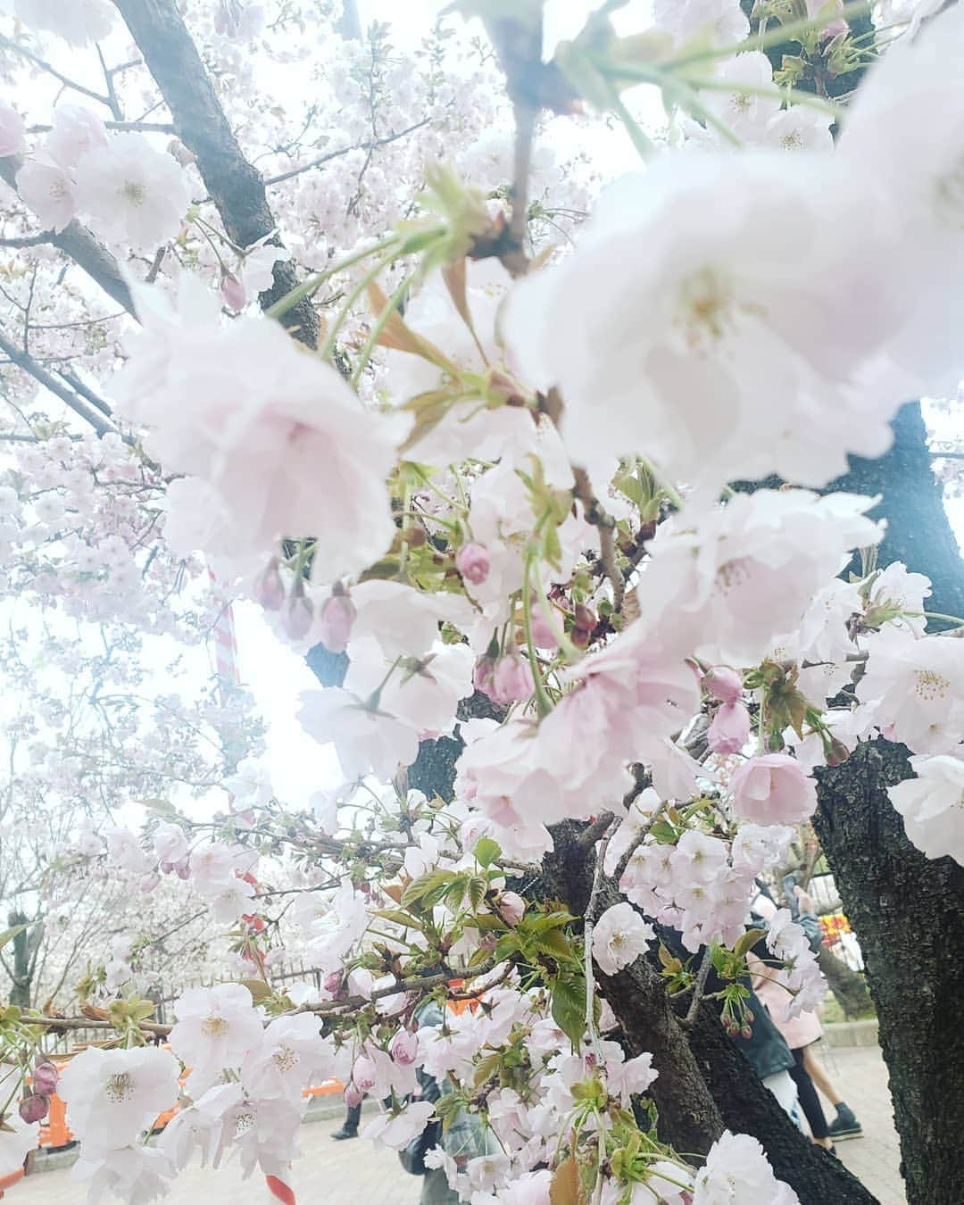 服部ひで子さんのインスタグラム写真 - (服部ひで子Instagram)「🌸😊桜咲き 笑顔も咲きました😊🌸 #造幣局 #桜の通り抜け #ぢゃいこ 姉さん #岡田直子 さん」4月18日 15時30分 - hideko_hattori