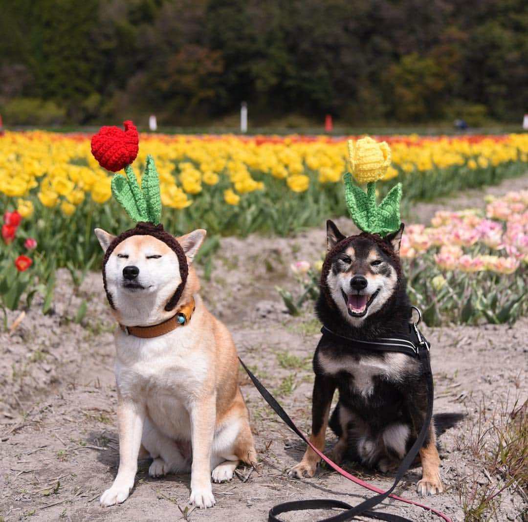 がんちゃんさんのインスタグラム写真 - (がんちゃんInstagram)「🌷🌷🌷🌷 #オートクチュールコタオバサンヌ #コスプレ柴犬 #コスプレ柴 #コスプレ犬 #糸目ーズ #糸目選手権」4月18日 15時34分 - kota2ann