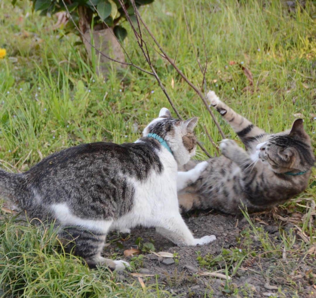 やふさんのインスタグラム写真 - (やふInstagram)「京太の逆襲 . #cat #neko #catlovers #catsofinstagram #catstagram #instacat #猫 #ねこ #ネコ #保護猫 #新吉 #京太」4月18日 15時38分 - kyafy