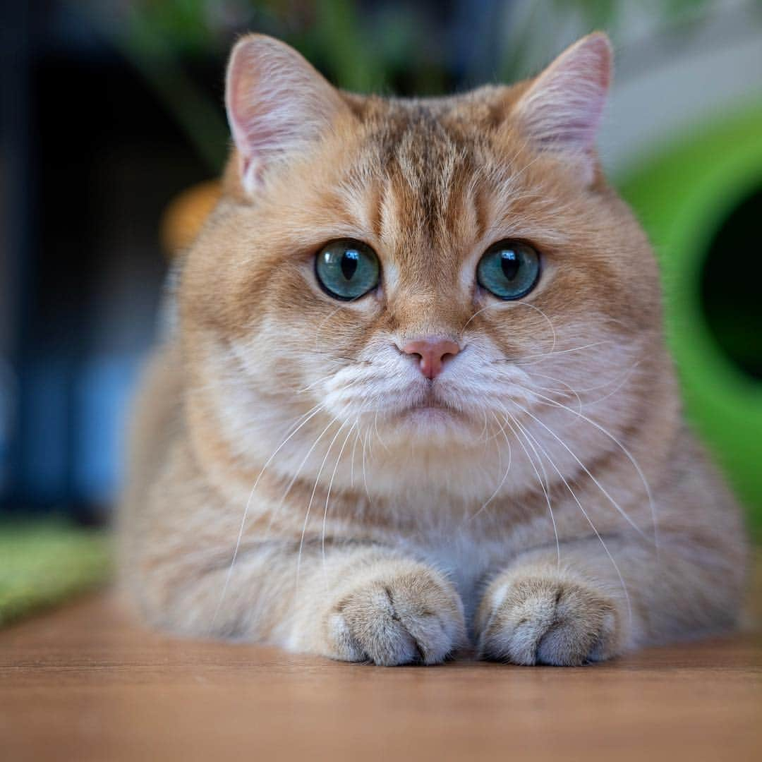 Hosicoさんのインスタグラム写真 - (HosicoInstagram)「When is the food coming❓」4月18日 15時44分 - hosico_cat