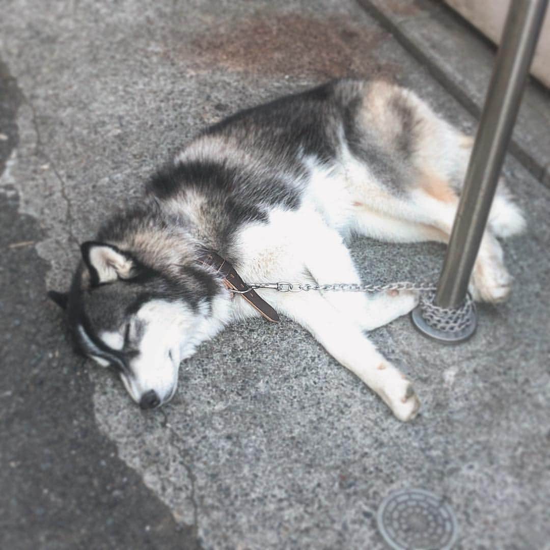 末吉咲子のインスタグラム：「東京の路地裏を歩いてたら突如現れたもふもふ😍💓 近づいても全然起きなかった😂笑 もふもふ大好き💕 子犬かな🤔？？ #何犬 ？ #ワンコ #今日のワンコ #道端  #もふもふ #東京 #写真 #犬 #雑種 ？」