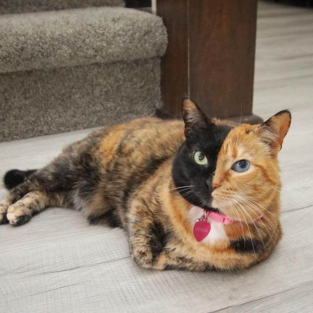 Venus Cat さんのインスタグラム写真 - (Venus Cat Instagram)「High traffic areas are the purrfect place for me to people watch and get attention! 😺 Our @stainmaster Pet Protect™ luxury vinyl is easy for the humans to keep clean which = more time to pet me! 😺🐾 #PetProtect #luxuryvinyl #Sponsored」4月19日 1時24分 - venustwofacecat