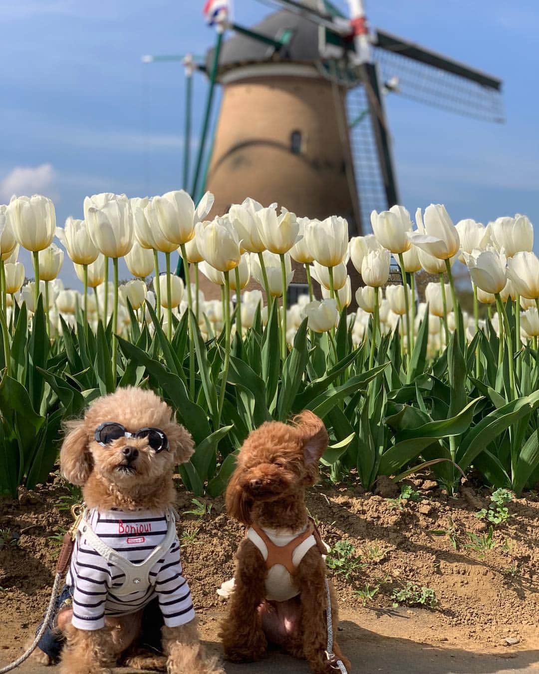 ❤︎Till❤︎さんのインスタグラム写真 - (❤︎Till❤︎Instagram)「佐倉チューリップ🌷フェスタ🌷 一面チューリップ🌷🌷🌷 綺麗だった〜💓ママ達は大奮闘😂 ＊ #トイプードル#ティーカッププードル#トイプー#トイプードルレッド#愛犬#犬#いぬ#癒し#わんこ#ティル#可愛い#佐倉#チューリップ#チューリップフェスタ#水車#一面#迫力#綺麗#お花#お花畑 #dog#cute#toypoodle#teacuppoodle#poodle#mydog」4月19日 1時55分 - till201404