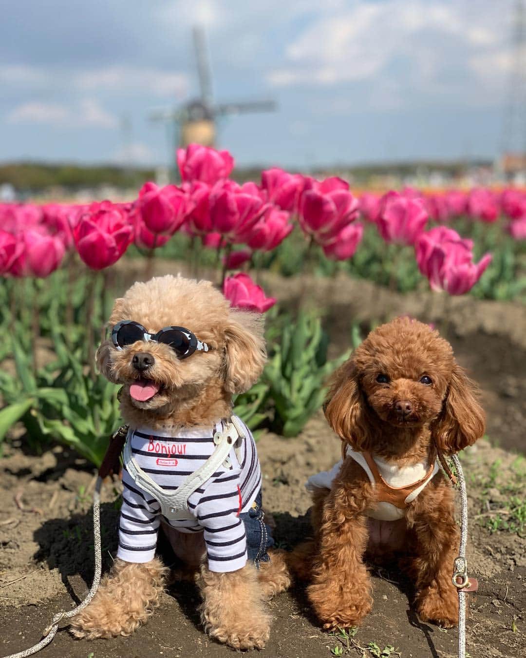 ❤︎Till❤︎さんのインスタグラム写真 - (❤︎Till❤︎Instagram)「佐倉チューリップ🌷フェスタ🌷 一面チューリップ🌷🌷🌷 綺麗だった〜💓ママ達は大奮闘😂 ＊ #トイプードル#ティーカッププードル#トイプー#トイプードルレッド#愛犬#犬#いぬ#癒し#わんこ#ティル#可愛い#佐倉#チューリップ#チューリップフェスタ#水車#一面#迫力#綺麗#お花#お花畑 #dog#cute#toypoodle#teacuppoodle#poodle#mydog」4月19日 1時55分 - till201404
