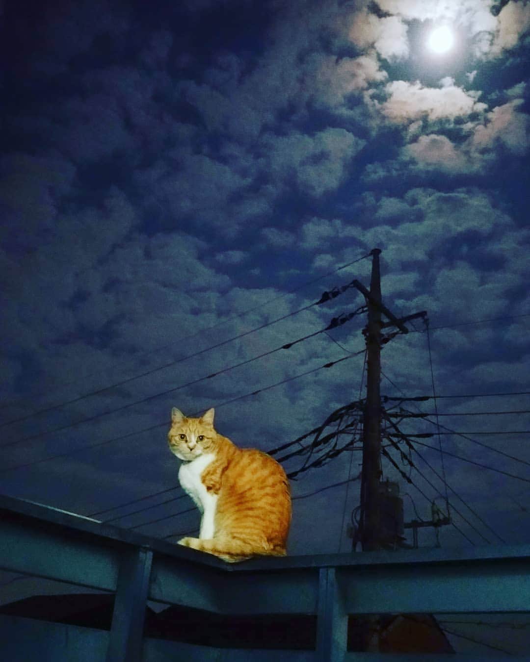 高口里純さんのインスタグラム写真 - (高口里純Instagram)「月夜のメルシー🌕️🐱 #猫#ねこすたぐらむ #にゃんすたぐらむ #茶トラ猫#月夜  #cat#kitty#pet#moon」4月19日 2時03分 - takaguchijay