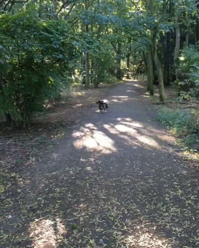 DogsOf Instagramのインスタグラム：「“(Watch til the end) 😂 Pupper on a mission, exsqueeze me, watch out, coming thru, see ya later, bye 👋🏼” writes @beau_the_rescue_staffy  #dogsofinstagram」