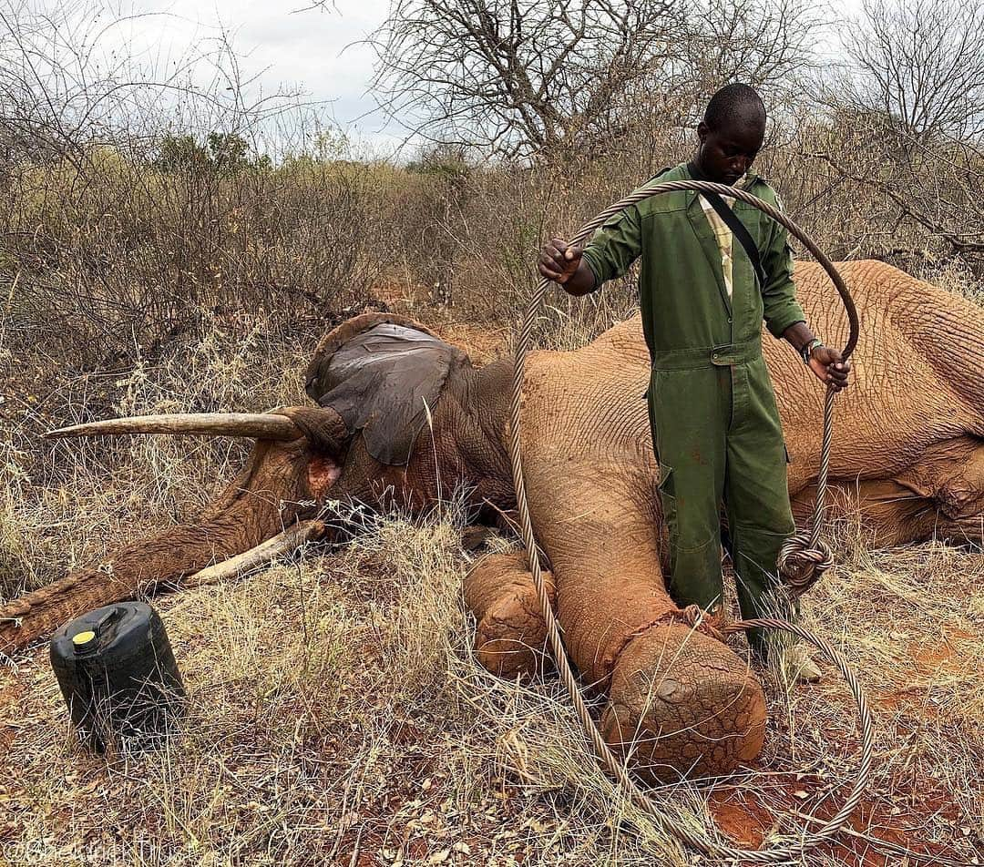 クリスティン・デイヴィスさんのインスタグラム写真 - (クリスティン・デイヴィスInstagram)「I am so incredibly thankful to the anti- poaching teams and vet units of @sheldricktrust . When poaching was at it’s worst in Kenya I had the crushing experience of witnessing 2 huge elephants who had been killed by wire snares . it was horrific. I still have Nightmares  about it. So thank you to everyone who helps support @sheldricktrust so that more 🐘 can be saved from this tortuous , slow death, like this elephant who was luckily found in time to be freed and will be fine 😅. #antipoaching #worthmorealive #elephants」4月19日 2時29分 - iamkristindavis