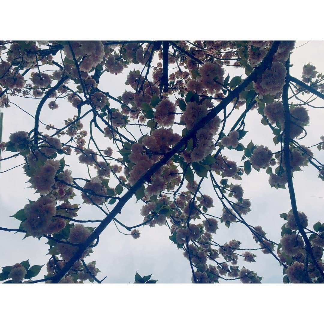 The mirrazさんのインスタグラム写真 - (The mirrazInstagram)「桜が綺麗だね〜。こないだは大阪ありがとう。もう少ししたら427のビジュアル発表するんでお楽しみに！映画作ってます。」4月18日 17時50分 - themirraz