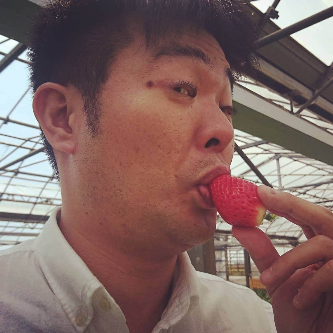 松本康太さんのインスタグラム写真 - (松本康太Instagram)「『いちご狩り』千葉県にある「順子のいちご園」さん♪めっちゃ美味しい！本当にびっくりなのです♪ここのいちご園に毎年通う人がいるのも納得(^-^)♪4種類ほどあるいちごが食べ放題♪今年は5月10日までなのです♪土と肥料にこだわってるから、この美味しさが出せるらしいです＼(^o^)／！ #いちご #イチゴ #苺 #気絶 する#旨さ #いちご狩り #千葉県 #順子のいちご園 #딸기 #딸기따기 #Strawberry #japan #レギュラー松本 #あるある探検隊 #レギュラー #土屋かおり さん」4月18日 17時59分 - aruarutankentai.matsumoto