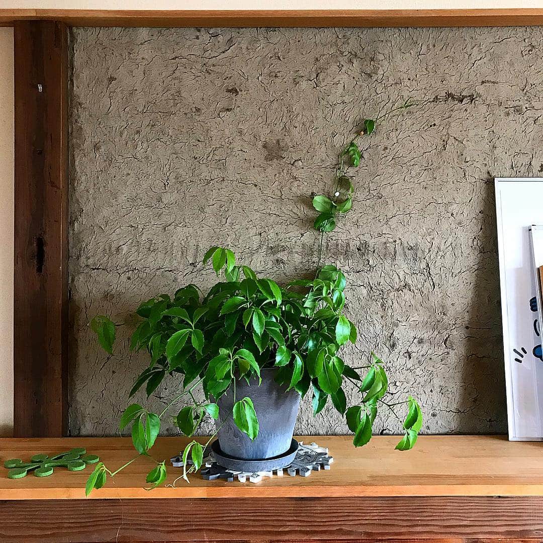 伊藤瑞貴建築設計事務所さんのインスタグラム写真 - (伊藤瑞貴建築設計事務所Instagram)「昨年の北欧ツアーでアルバ・アアルト財団のハンナさんに「この植物の名前は何ですか？」と質問したところ、後日メールにて（しかも日本語で！）回答をいただいた。  荻野事務所の方に「この植物手に入りますか？」と質問したところ「入荷できますよ！」とのことだったので、早速！3鉢注文してみました！  今年の夏は、アアルトのように自宅（ http://miaaa.biz/works/shouse1/ ）のリビングを緑で覆ってみようと思います！！ .  ーーーーーーーーーーーーーー  @mizukiitooo  ーーーーーーーーーーーーーー  #アアルト #北欧  #アルバアアルト #AlvarAalto ーーーーーーーーーーーーーー  URL：http://miaaa.biz/  ーーーーーーーーーーーーーー」4月18日 18時15分 - mizukiitooo