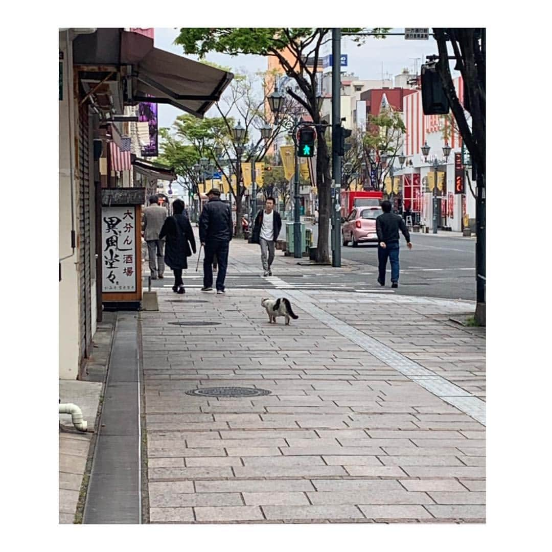 峰麻美さんのインスタグラム写真 - (峰麻美Instagram)「別府猫🐈  たまたまかな？ みーんな白黒の子たちだった🦓  温泉地と猫はよく似合う。  #cat #catsofinstagram  #travel #trip #japan #oita #beppu  #別府 #ねこさんぽ」4月18日 18時21分 - asaaaaami.0702