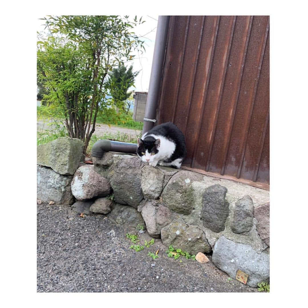 峰麻美さんのインスタグラム写真 - (峰麻美Instagram)「別府猫🐈  たまたまかな？ みーんな白黒の子たちだった🦓  温泉地と猫はよく似合う。  #cat #catsofinstagram  #travel #trip #japan #oita #beppu  #別府 #ねこさんぽ」4月18日 18時21分 - asaaaaami.0702