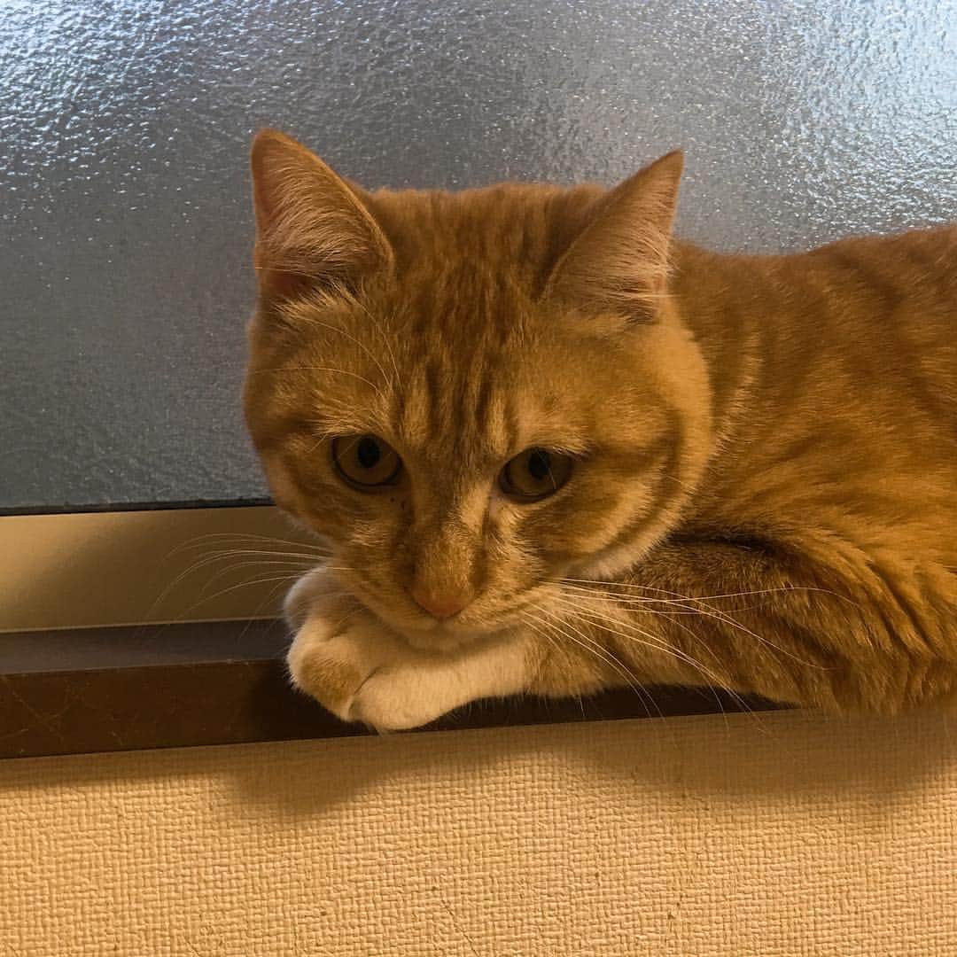 金巻ともこさんのインスタグラム写真 - (金巻ともこInstagram)「なんか見てるチャイ #kurohakuchai #tabby #orangetabby #cat #猫 #茶トラ」4月18日 18時26分 - tomotomoco