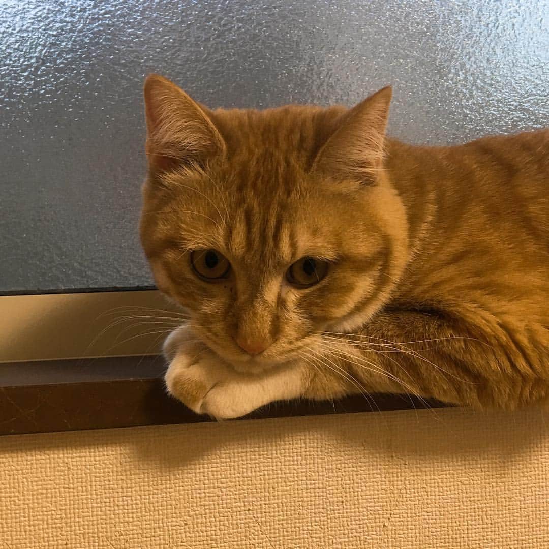 金巻ともこのインスタグラム