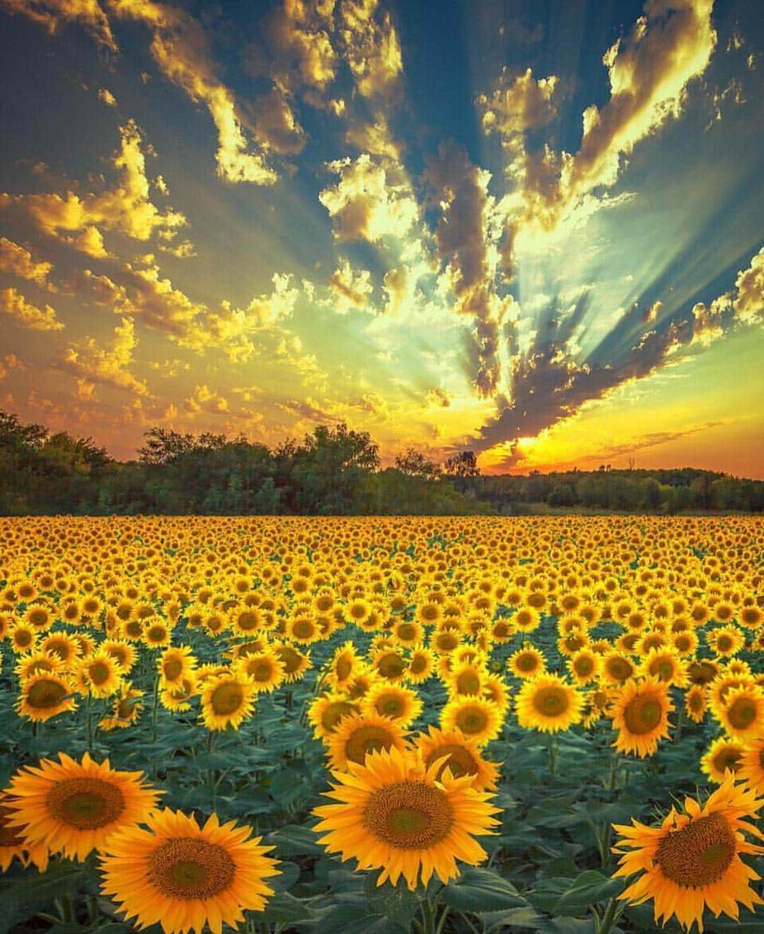 Awesome Wonderful Natureさんのインスタグラム写真 - (Awesome Wonderful NatureInstagram)「Sunflowers  Photo by @marinatrygub #fantastic_earth」4月18日 18時37分 - fantastic_earth