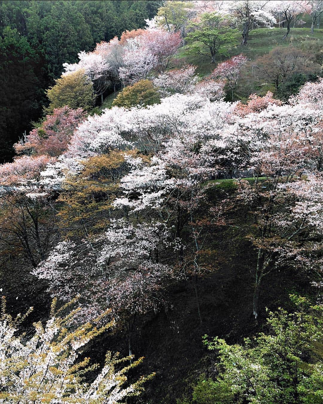 Koichiのインスタグラム：「. . Japan colors | 日本の色 . . 🌸 #吉野山 #Yoshinoyama #奈良 #Nara . . #ShotOniPhone Attachment lens by @tokyo_grapher Tele Lens 50mm #TG_Tele . #ShotOn_TG .」